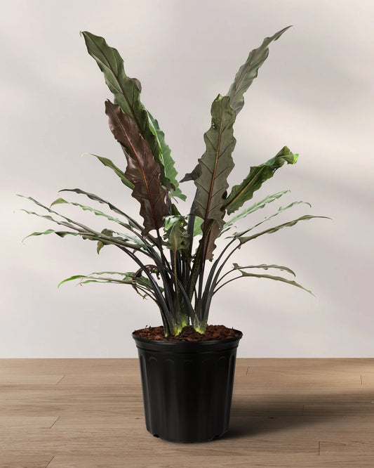 ALOCASIA LAUGHTERBACHANIA IN NETPOT
