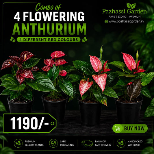 4 RED FLOWERING ANTHURIUMS WITH FLOWERS (4 DIFFERENT RED COLOURS ) ONAM OFFER