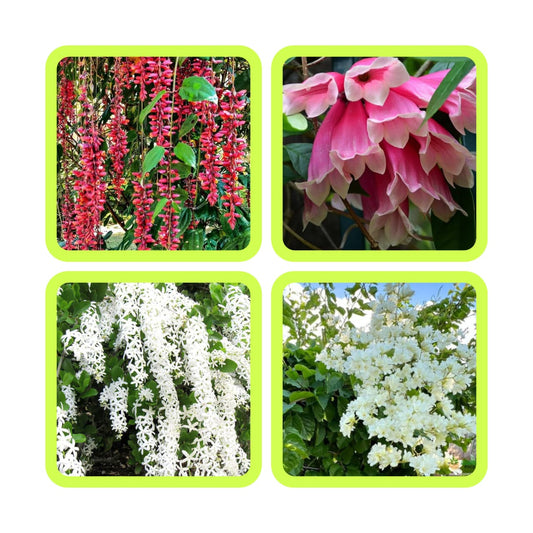 combo of 4 flowering plant 349/- thunbergia, petria white, fraser island ,manimulla in jiffy bags