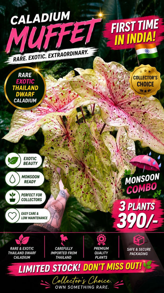 pack of three rare Thai Dwarf Caladium Muffet sapling in jiffy bag