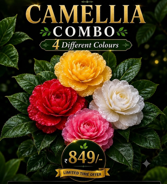 4 DIFFERENT CAMELLIA COMBO 849