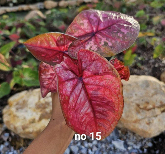 Thai Dwarf Caladium CLONE NO 15 Sprouted Bulb in paper bag