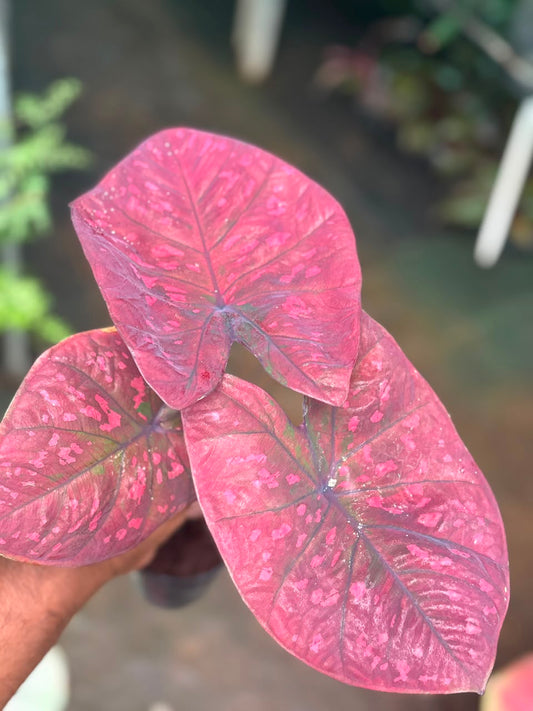 imported Thai Dwarf Caladium CLM 03, One bulb propagated matured plant in 3" pot