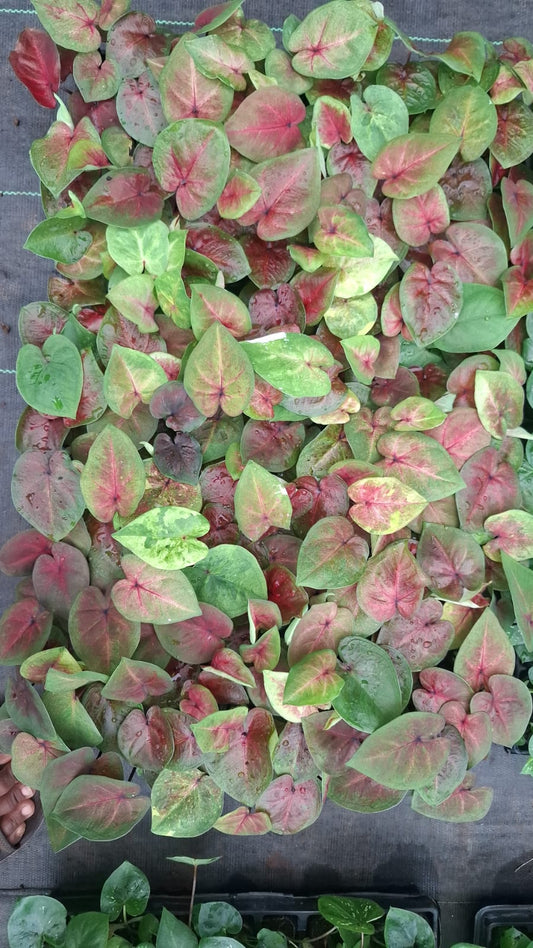 Thai Dwarf Caladium TONG SIAM Sprouted Bulb in paper bag