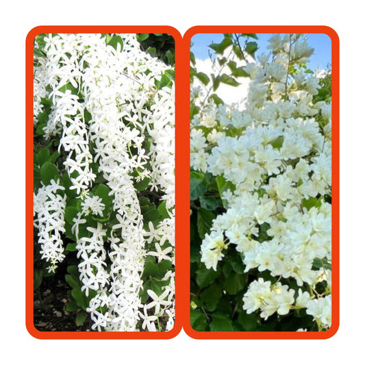 combo of 2 flowering plant 179/- , petria white,manimulla in jiffy bags