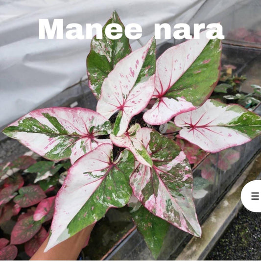 Thai Dwarf Caladium manee nara Sprouted Bulb in paper bag