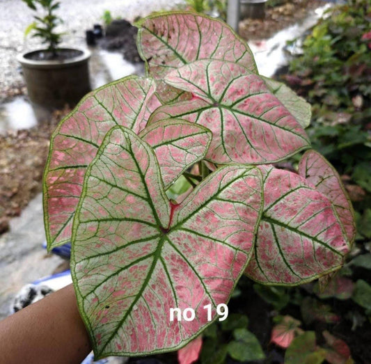 Thai Dwarf Caladium CLONE NO 19 Sprouted Bulb in paper bag