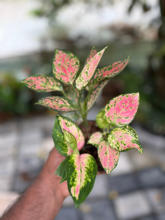 AGLONIMA COMB0 456 /- TRICOLOR CABBAGE,BEAUTY,AUSPICIOUS RED 5-8CM IN NET POT