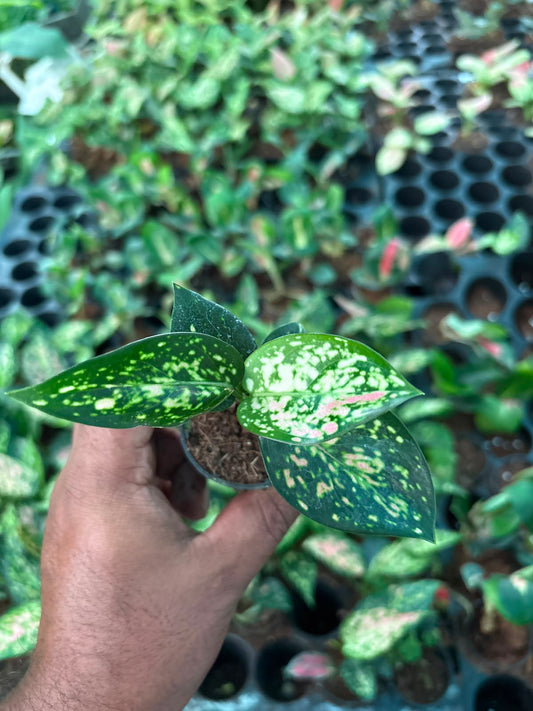 AGLONEMA star pink 5-8 CM SEEDLING in net pot