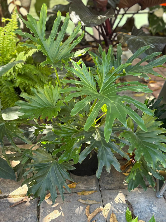 PHILODENDRON LUCKITY SPLIT XXL SIZE INDOOR FOLIAGE PLANT