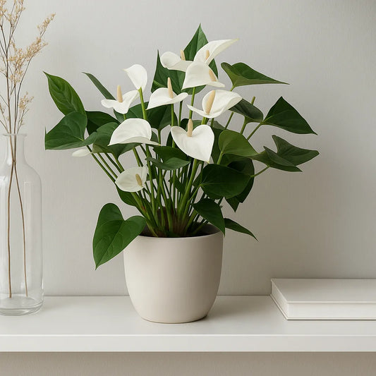 SEEDLING FLOWERING ANTHURIUM WHITE IN PAPERBAG