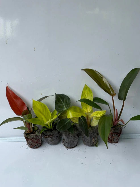 Philodendron combo 590/- Melanochrysum, Florida bronze, Sunred, Rush, Painted Lady in jiffy bag