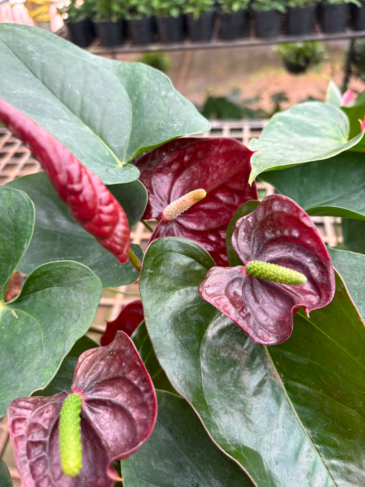 4 FLOWERING ANTHURIUMS WITH FLOWERS (CHOLCLET ,PINK,LILLY RED,MIXED COLOUR) ) ONAM OFFER