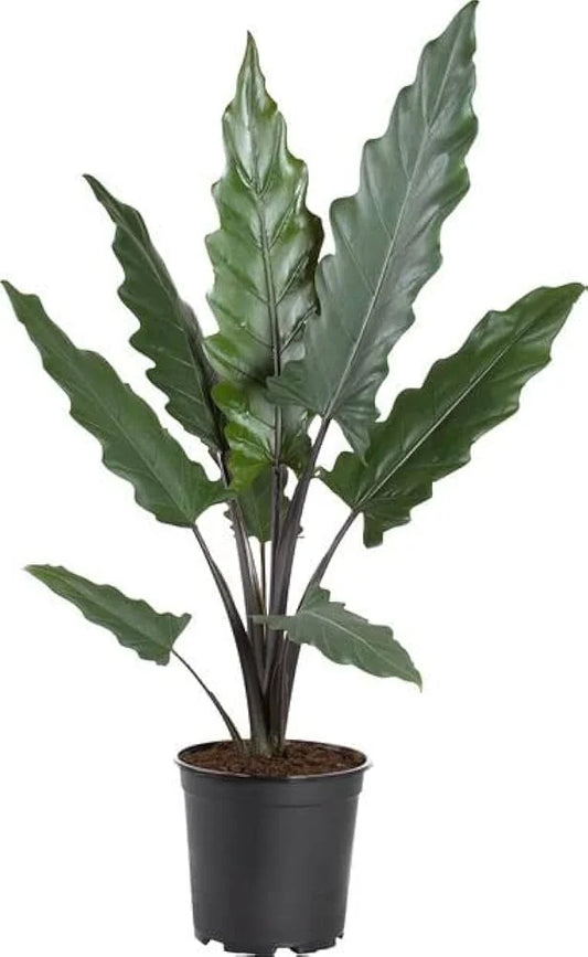 ALOCASIA LAUGHTERBACHANIA IN NETPOT