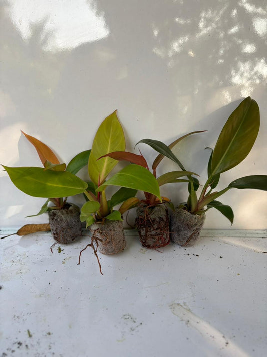COMBO OF 4 PHILODENDRON 389/- IN JIFFY BAG