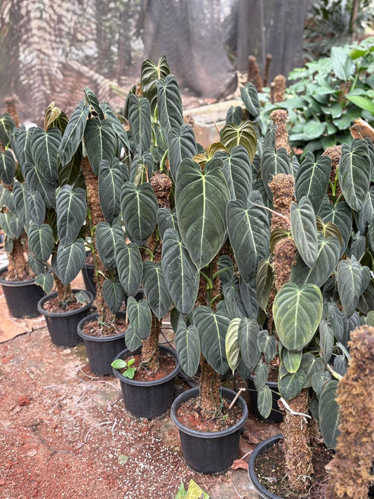 PHILODENDRON MELANOCHRYSAM XXL INDOOR FOLIAGE PLANT 3 " MOSS STICK