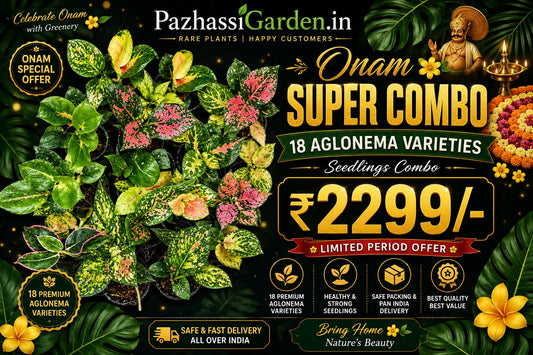18 AGLONEMA ONAM SUPER SAVING COMBO 2299
