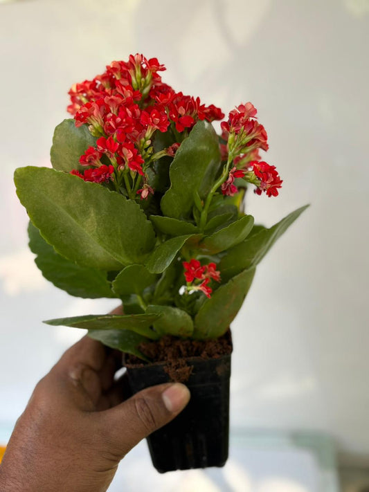 3 KALANCHOE PLANT COMBO 289/-