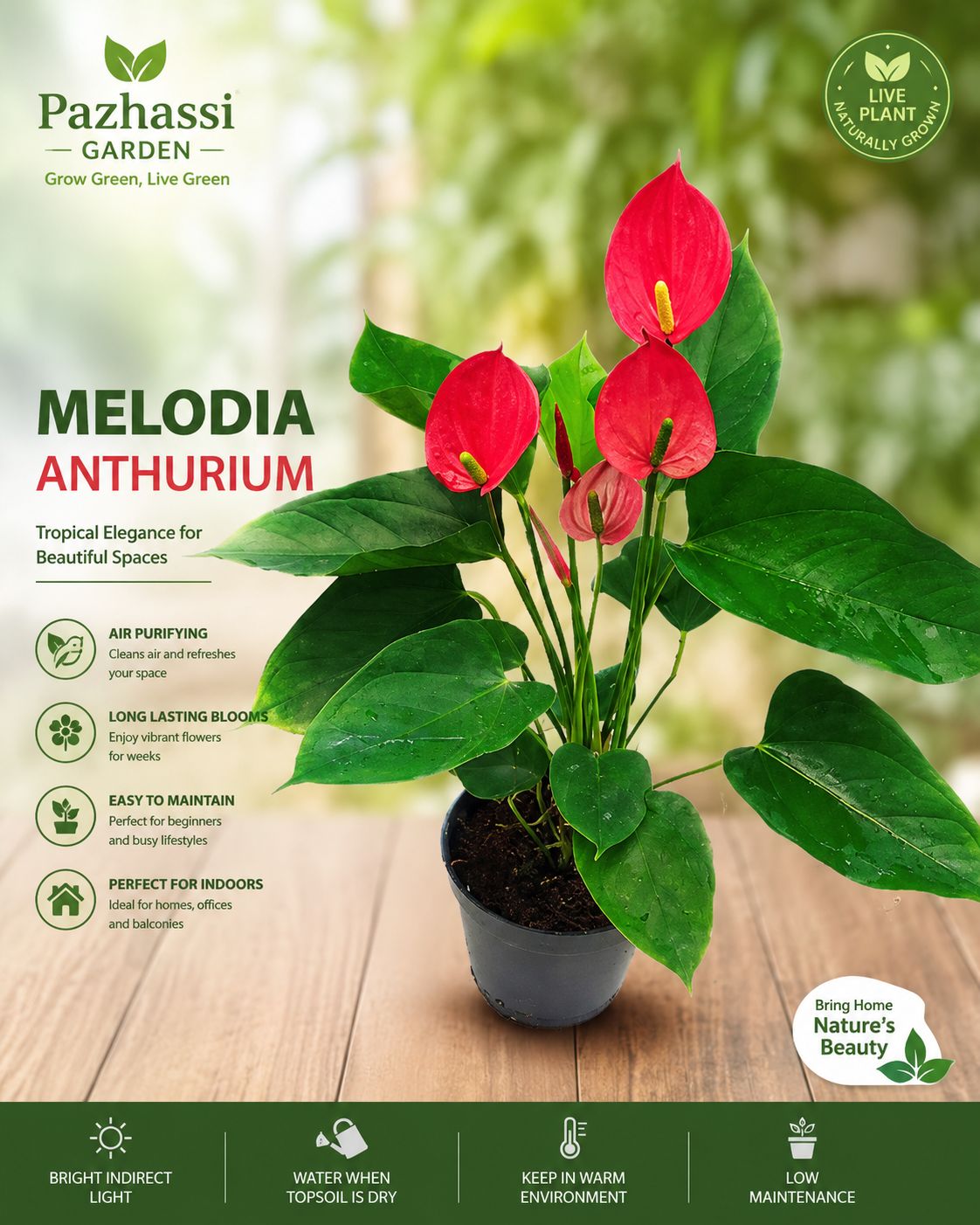 anthurium flower price in kerala FLOWERING ANTHURIUM MELODIA BUSHY POT WITH FLOWERS – pazhassigarden