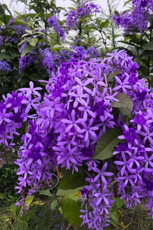 Petria blue (in nursery bag)