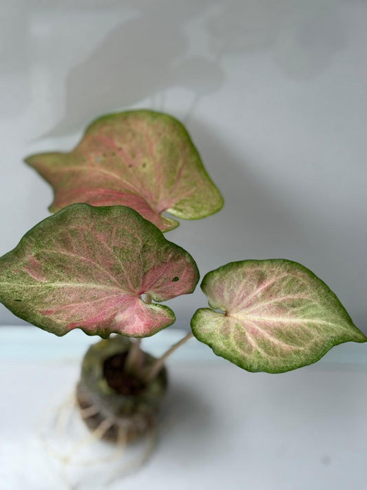 Caladium Moscato in Jiffy bag