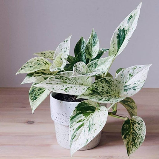 10 MARBLE MONEY PLANTS COMBO 399/- IN NET POTS/JIFFY BAG