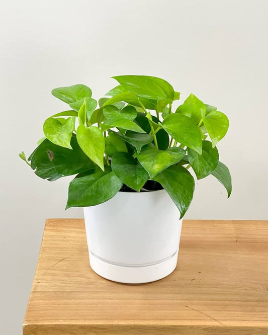 GREEN POTHOS ( MONEY PLANT ) IN NET POT