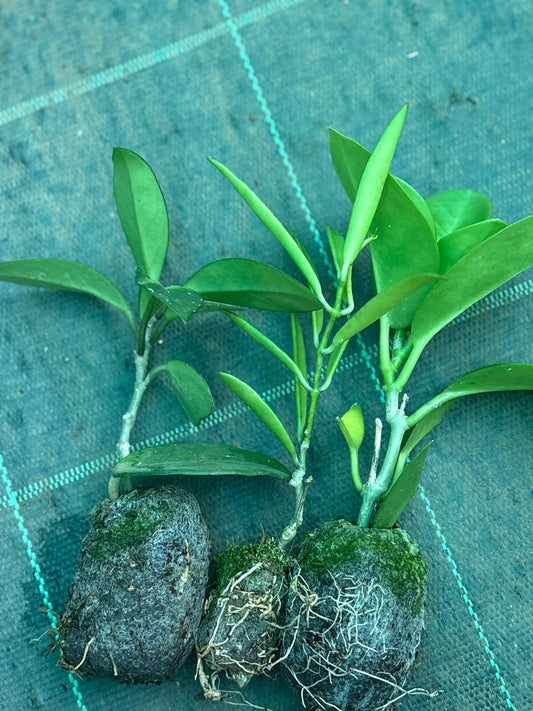 3 types HOYA COMBO 310 IN JIFFY BAG ( CARNOSA,AUSTRALIAS,NARROW LEAF)