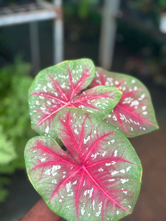 imported Thai Dwarf Caladium CLM 11 ,One bulb propagated matured plant in 3" pot