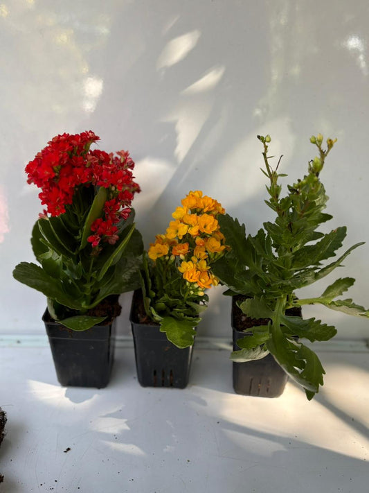 3 KALANCHOE PLANT COMBO 289/-