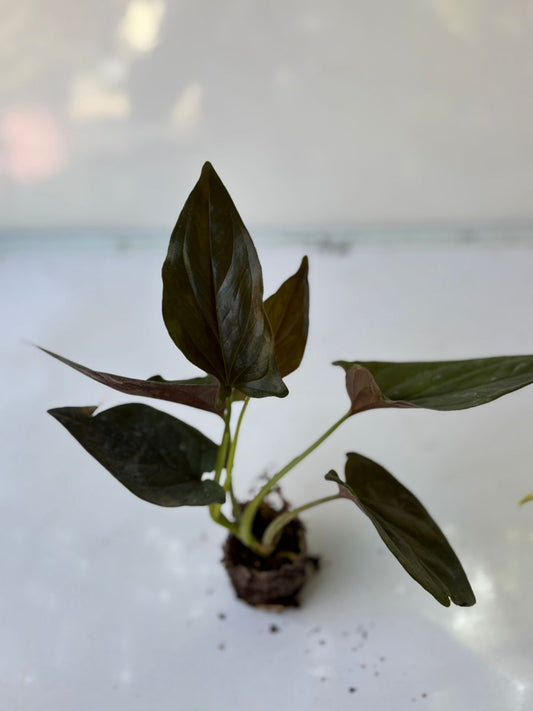 BLACK POTHOS ( MONEY PLANT ) IN NET POT