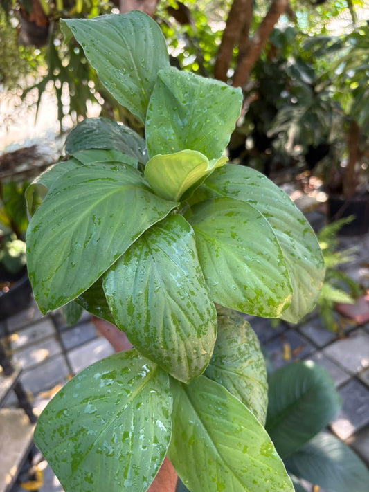 4 spathiphyllum sensation COMBO 349( tisue culture plant in jiffybag)
