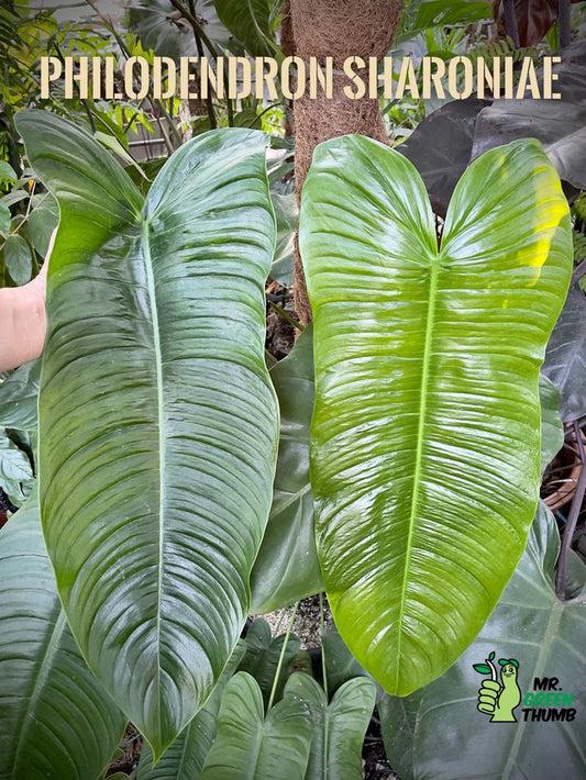 Philodendron sharoni (Tissue Culture Plant in Jiffy Bag)
