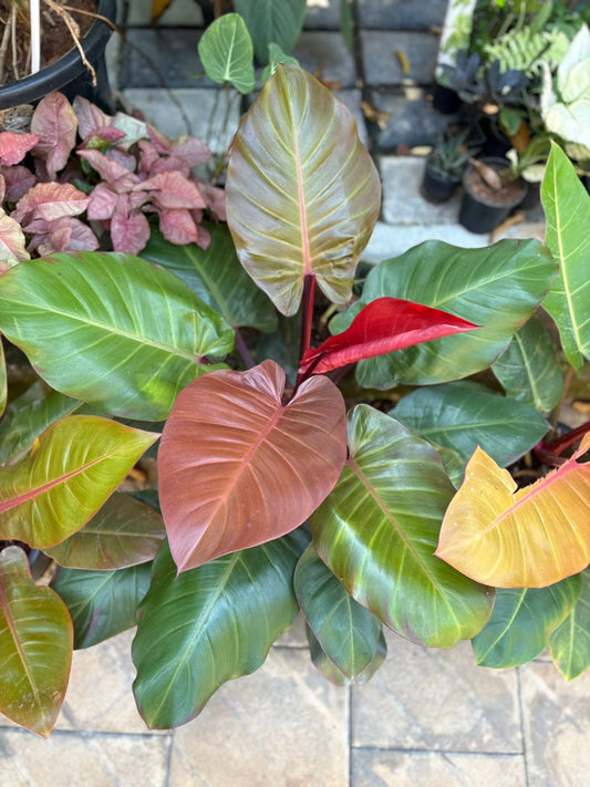 PHILODENDRON MACCOLYS FINALE XXL INDOOR FOLIAGE PLANT