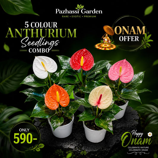 SEEDLING COMBO OF 5 FLOWERING ANTHURIUMS IN PAPER BAG 590/- ONAM OFFER