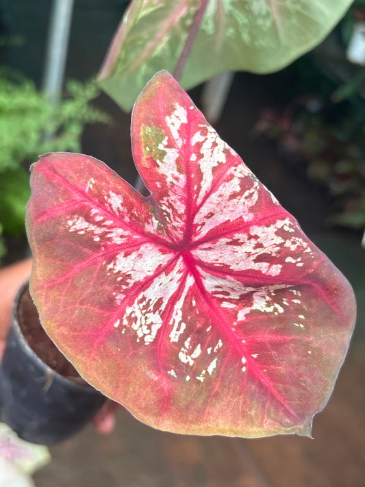 Imported Thai Dwarf Caladium CLM 06 ,One bulb propagated matured plant in 3" pot