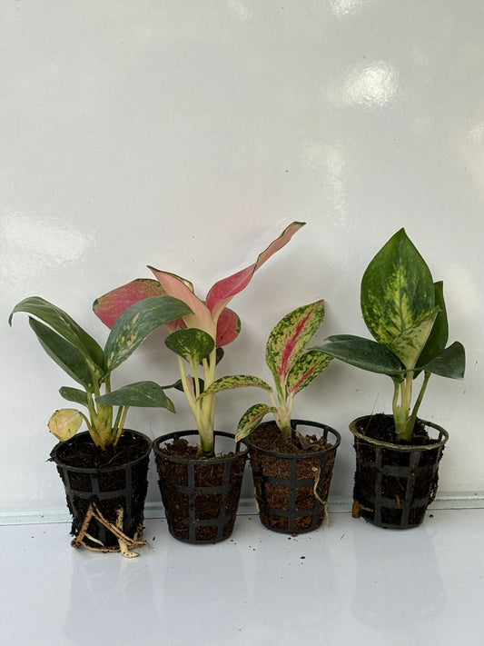4 AGLONEMA 5-8 CM SEEDLINGS COMBO 494/- COCHIN ESCADE ,CHINA RED,PINK BANANA,FIRE RED IN NET POT