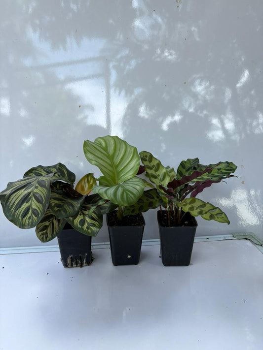 COMBO OF 3 Calathea 690/- ORBIFOLIA ,MAKOYANA,RATTLE SNAKE IN POT