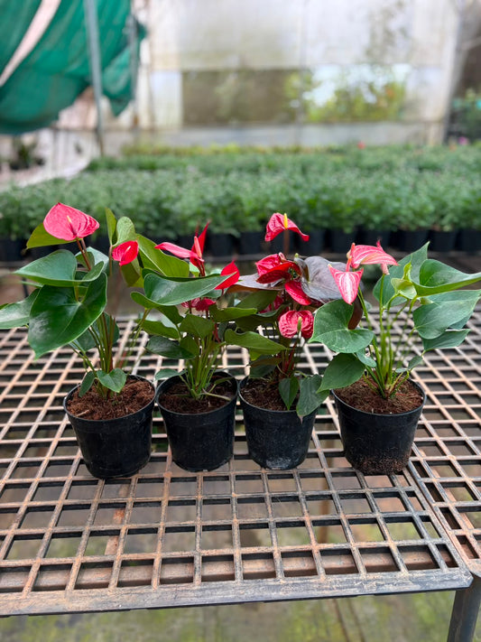 4 RED FLOWERING ANTHURIUMS WITH FLOWERS (4 DIFFERENT RED COLOURS ) ONAM OFFER