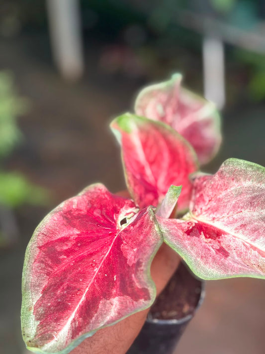 imported Thai Dwarf Caladium CLM 10 , One bulb propagated mother plant) in 3" pot
