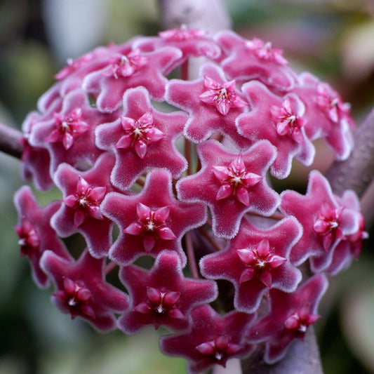 PACK OF 3 HOYA CARNOSA PINK 315 /- IN JIFFY BAG