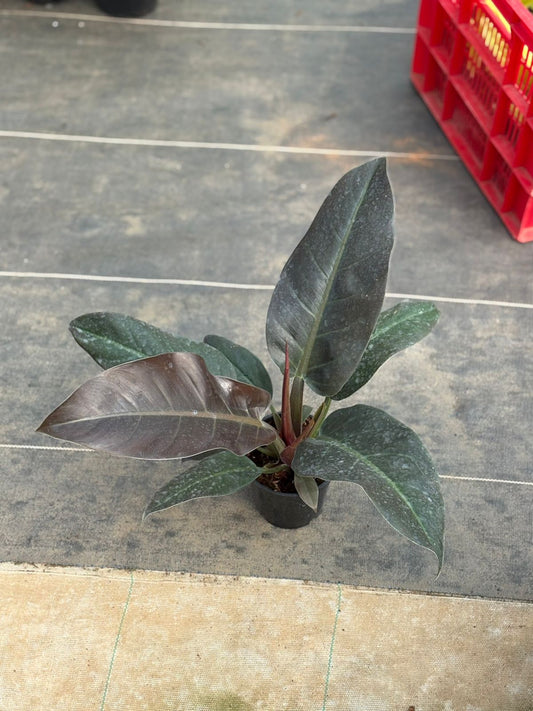 PHILODENDRON IMPERIAL RED XL SIZE INDOOR FOLIAGE PLANT