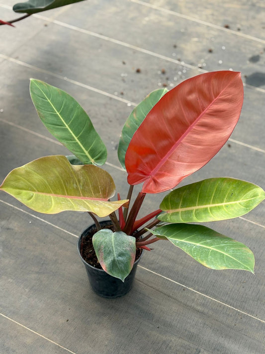PHILODENDRON ORANGE SPLENDOR XL SIZE INDOOR FOLIAGE PLANT