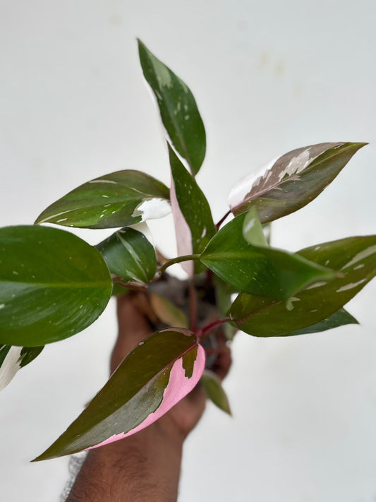 rare verigated philodendron combo - 555
