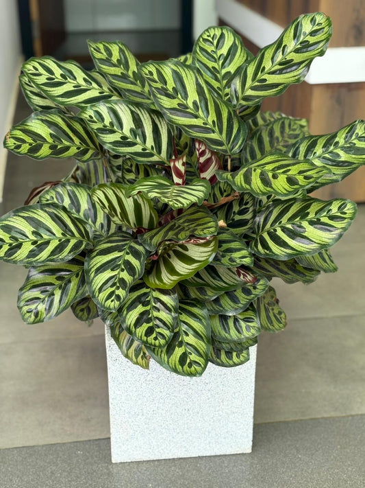 Calathea MAKOYANA (Well Rooted Plant Without Pot)