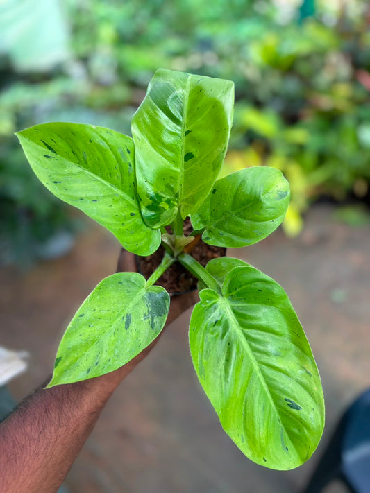 malinonni verigated Philodendron in 3 inch Pot
