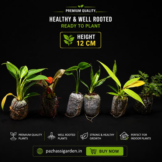 6 INDOOR EXOTIC PLANTS ONAM SUPER COMBO 690/-
