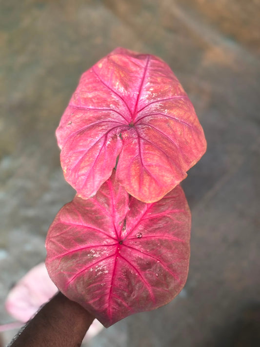 imported Thai Dwarf Caladium CLM 07 , One bulb propagated matured plant in 3" pot