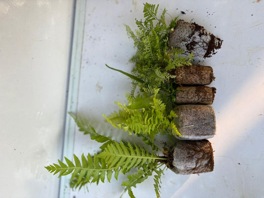 5 RARE FERN COMBO 449/- IN JIFFY BAG