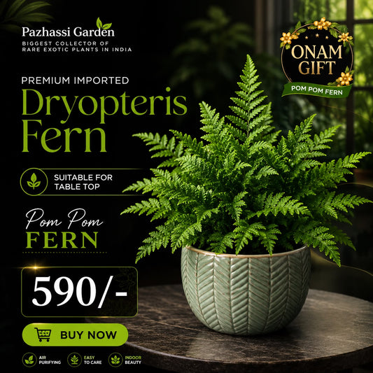 DRYOPTERIS FERN IN 3" POT IMPORTED PLANT 590/-